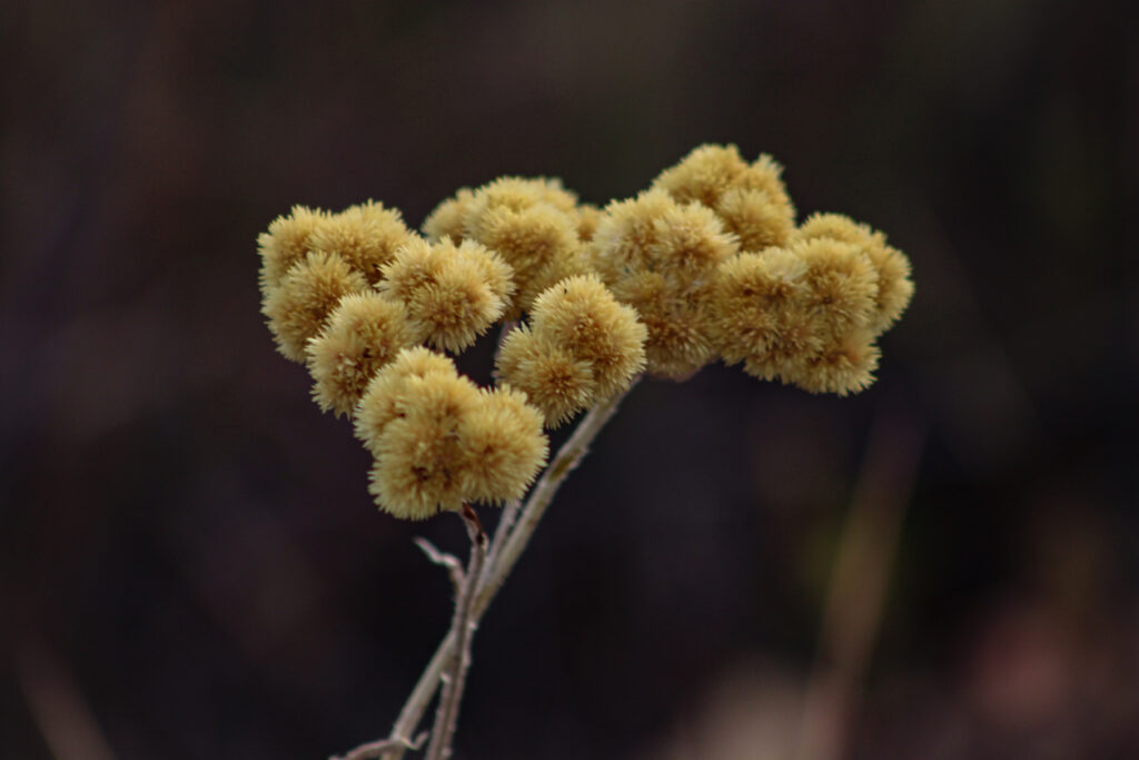 Prova Escrita Ciranda de Prendas – Categoria Adulta (Regional&nbsp;2024)
