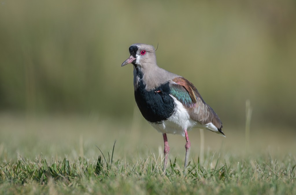 Prova Escrita Ciranda de Prendas – Categoria Mirim (Regional&nbsp;2024)